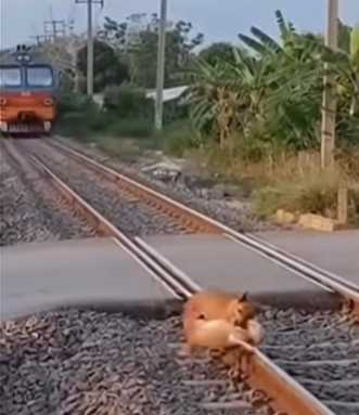 狗狗救了貓咪一命。（圖／翻攝自臉書）