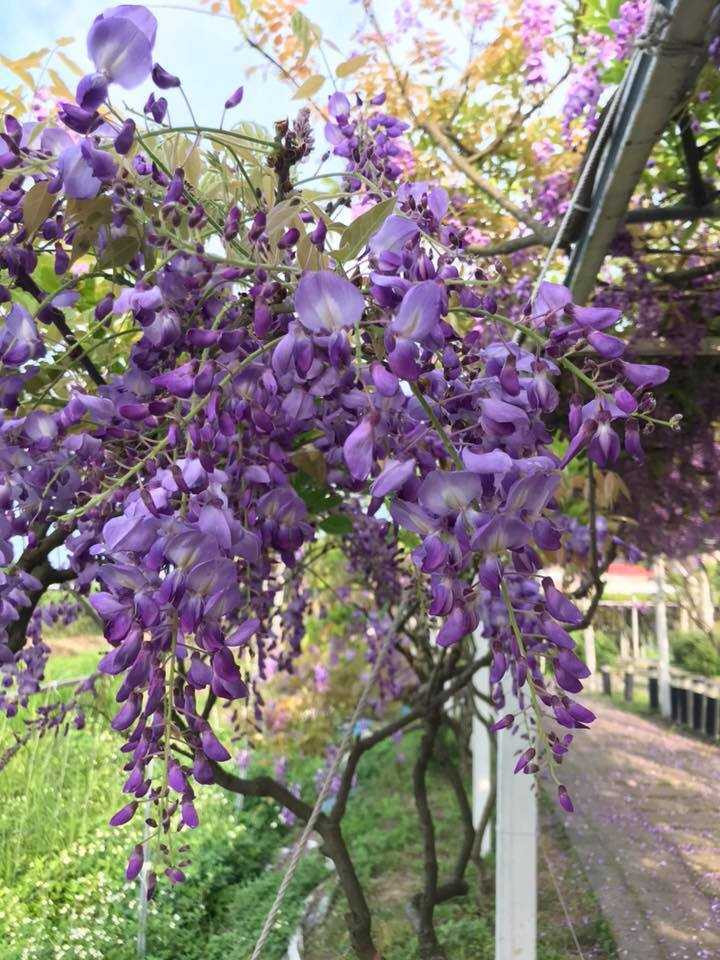 紫藤開花時宛如紫色瀑布。（圖／照片為去年花況，翻攝自紫藤咖啡園粉專）