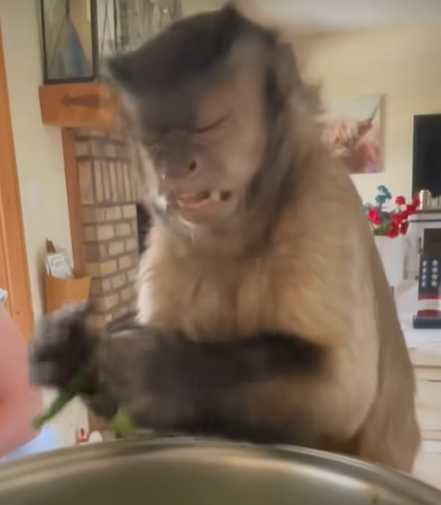 捲尾猴幫忙做家事。(圖/翻攝自臉書)
