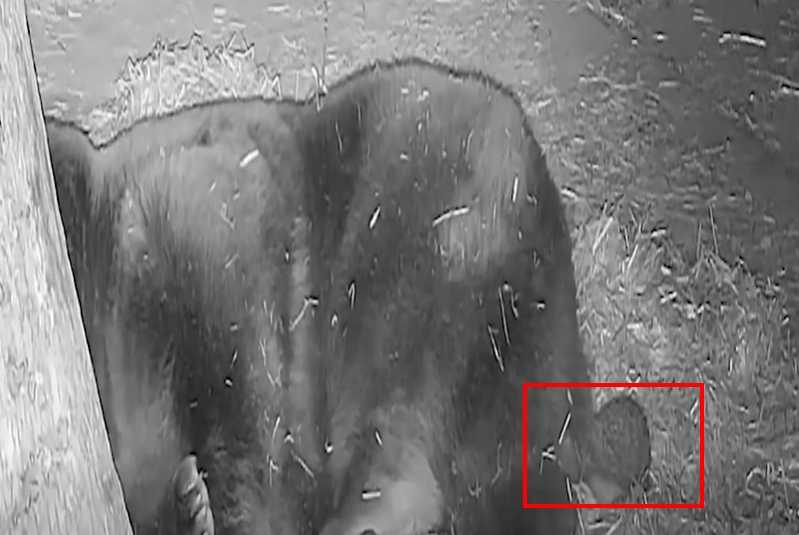 刺蝟往大黑熊的屁眼鑽。（圖／翻攝自臉書）