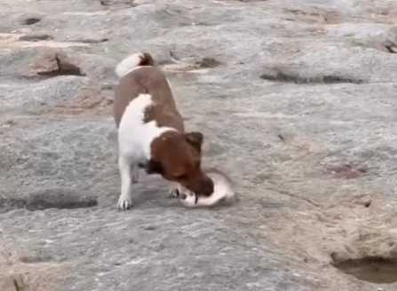 為了晚餐，狗狗專心捕魚。（圖／翻攝自臉書）