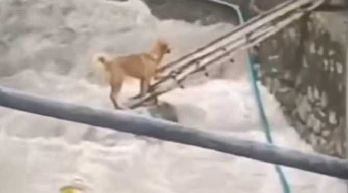 男子們拿梯子救狗狗。（圖／翻攝自臉書）