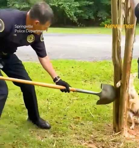 警察們幫助狗狗脫困。(圖/翻攝自臉書)