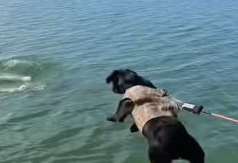 狗狗跳下水想吃海豚。（圖／翻攝自臉書）