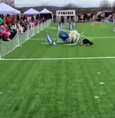 二哈不玩障礙賽，改玩坦克衝鋒。（圖／翻攝自臉書）