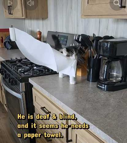 盲貓把紙巾一路拿到客廳。（圖／翻攝自臉書）