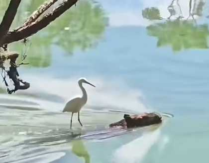 大白鷺站在水豚身上遊湖。(圖/翻攝自臉書)