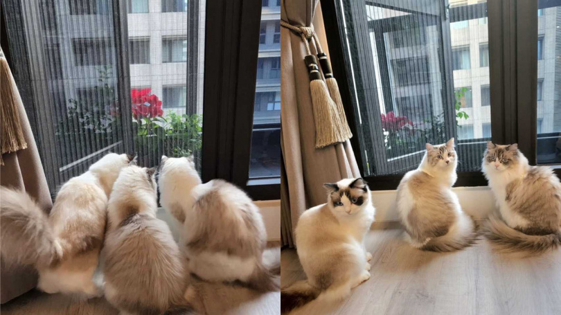 三隻貓湊在一起看窗外，讓簡沛恩也好奇是在看什麼。（圖／翻攝rogdoll_mochi IG）