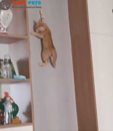 貓咪展現飛簷走壁術。（圖／翻攝自臉書）