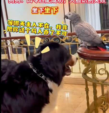 鸚鵡對狗狗發號施令失敗。（圖／翻攝自臉書）