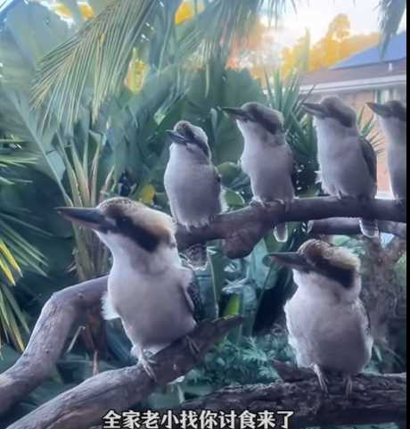 笑翠鳥討食畫面曝光。（圖／翻攝自臉書）