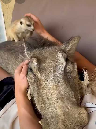 一隻疣豬、兩隻狐獴和魯本一起賴在沙發上。(圖/翻攝自臉書)