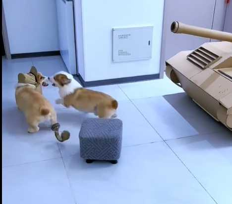 柯基嫌紙戰車發砲力道及準度都不夠，決定自己來。（圖／翻攝自臉書）