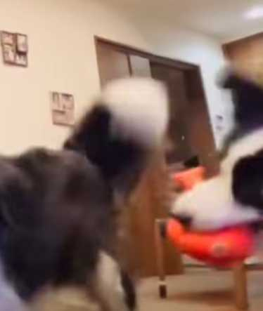 邊牧爭玩具，同伴在旁邊耍寶。（圖／翻攝自臉書）