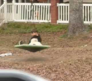 男孩跟狗狗玩耍。（圖／翻攝自臉書）