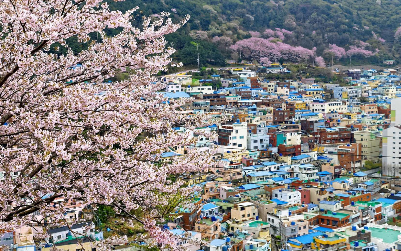 釜山甘川洞文化村櫻花。（圖／燦星旅遊提供）