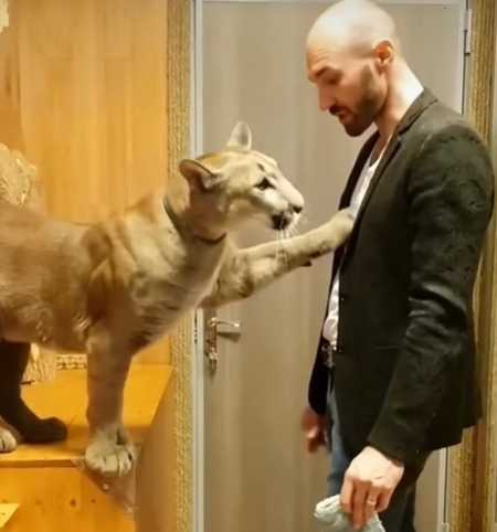 美洲獅變成小貓。（圖／翻攝自臉書）