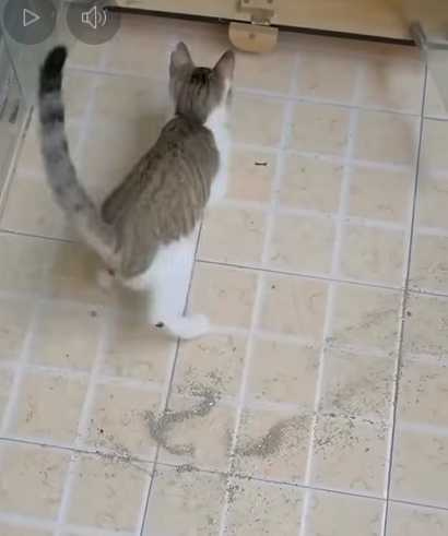 主人掃地，貓咪搗亂。（圖／翻攝自臉書）