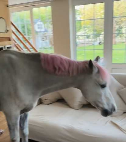 英國一戶人家歡迎各種動物進到屋裡串門子。（圖／翻攝自臉書）