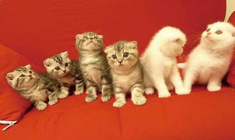 林逸欣曾在半夜幫貓咪接生了6隻小貓，其中1隻更是她以人工呼吸才緊急救回。（圖／旋轉娛樂提供）