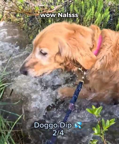 狗狗玩水。（圖／翻攝自抖音）