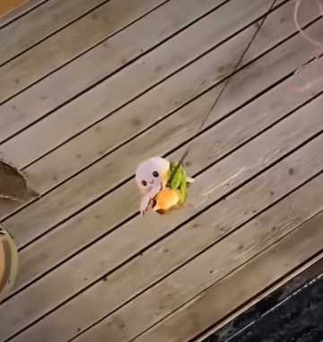 特務鸚鵡替主人撿娃娃。（圖／翻攝自臉書）