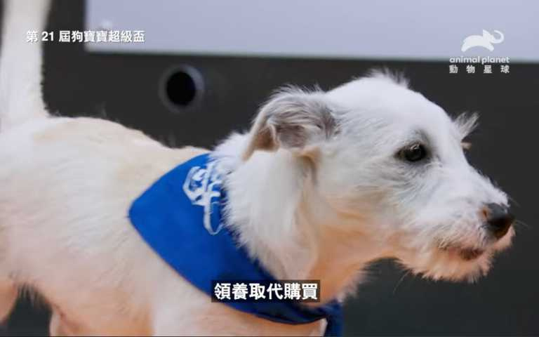 (圖/取自動物星球頻道)