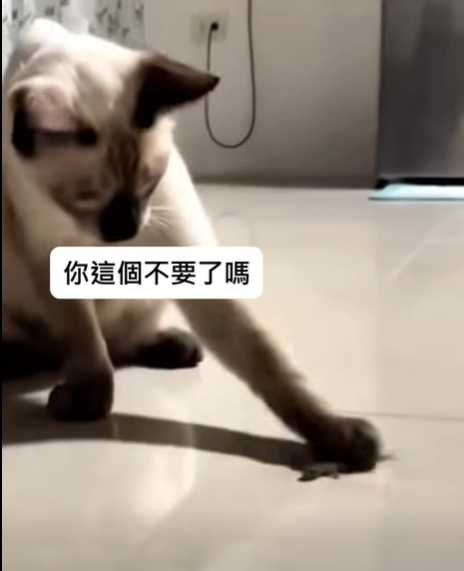 壁虎斷尾求生，貓咪一臉狐疑。（圖／翻攝自臉書）