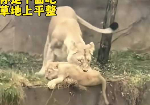 母獅救兒結果越弄越糟糕。(圖/翻攝自臉書)