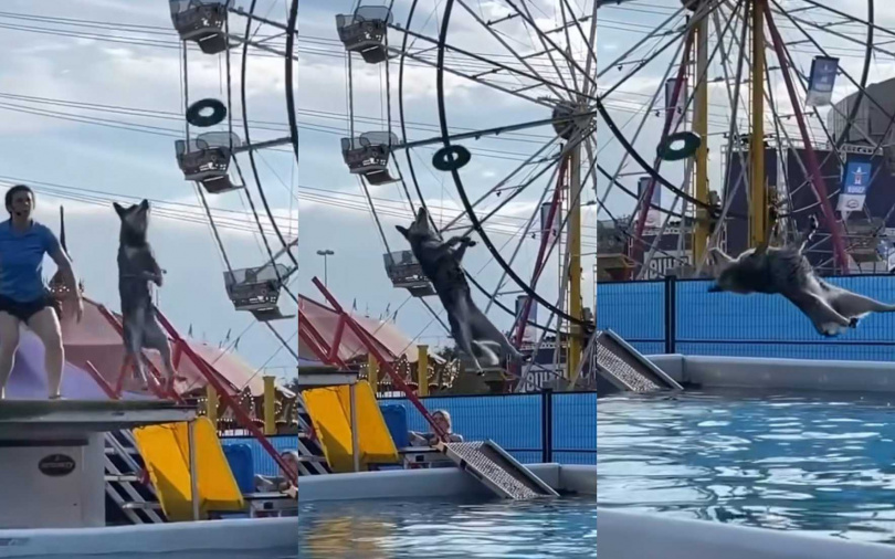 （圖／取自puddlemere.k9s IG）