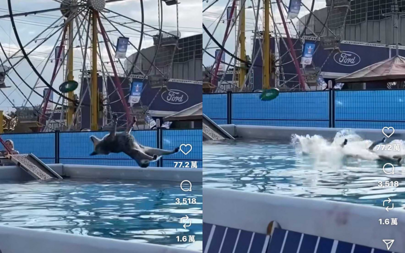 （圖／取自puddlemere.k9s IG）