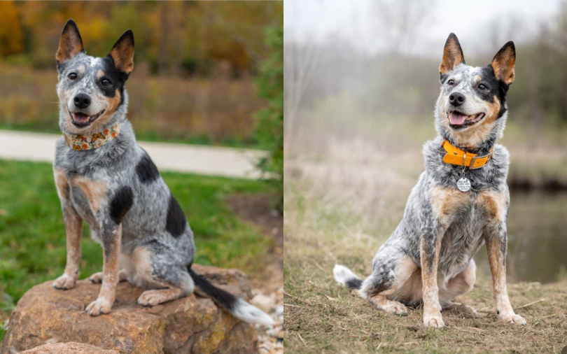 （圖／取自puddlemere.k9s IG）