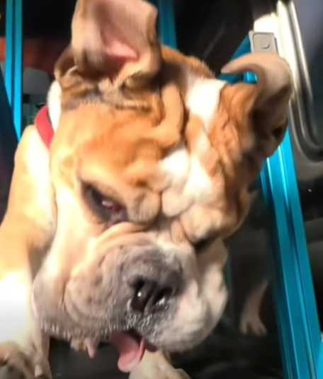 狗狗跑步畫面慢動作重播。（圖／翻攝自臉書）