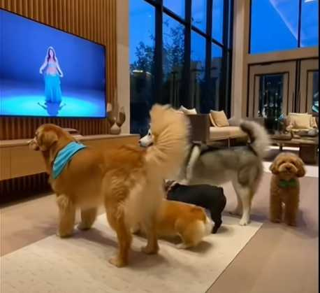 狗狗們在家裡搖臀。（圖／翻攝自臉書）