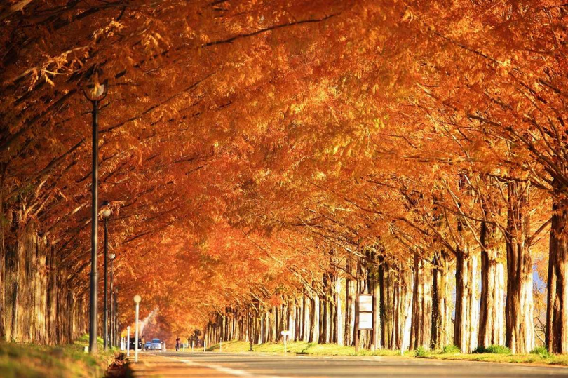 四季皆受歡迎的「水杉林蔭大道」在11月底至12月初，兩旁會變成漂亮的橙紅色葉美景。