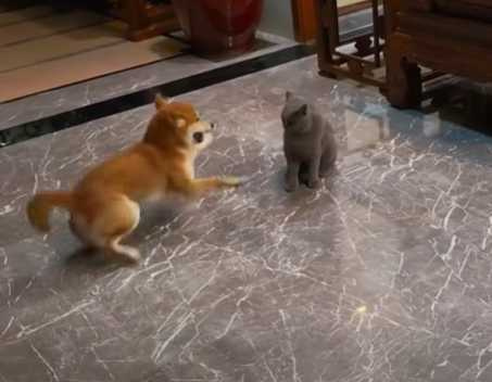 狗狗原地自轉超謎樣。（圖／翻攝自臉書）