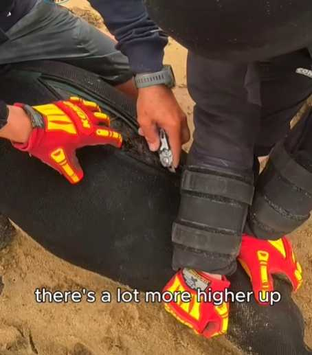 救援隊衝刺拯救被魚線纏身的海豹。（圖／翻攝自臉書）