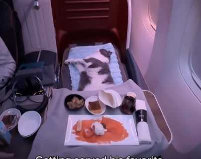 貓咪搭商務艙。(圖/翻攝自臉書)