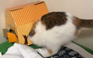 貓咪鑽進狹小紙箱內。(圖/翻攝自臉書)
