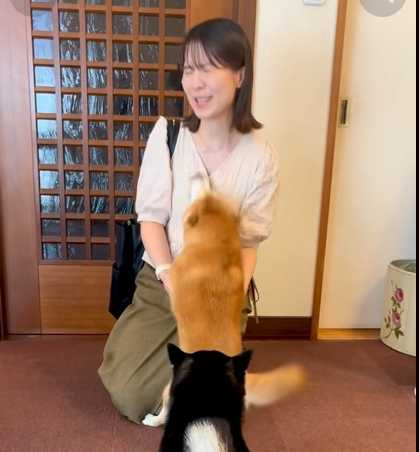 柴柴甩動尾巴歡迎主人。(圖/翻攝自臉書)