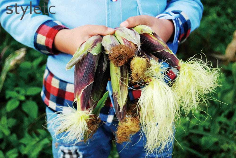 「囍朵農創－樂紫」以友善環境農法栽種紫色玉米。（圖／業者提供）