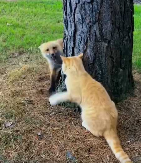 貓咪跟狐狸的互動。（圖／翻攝自臉書）