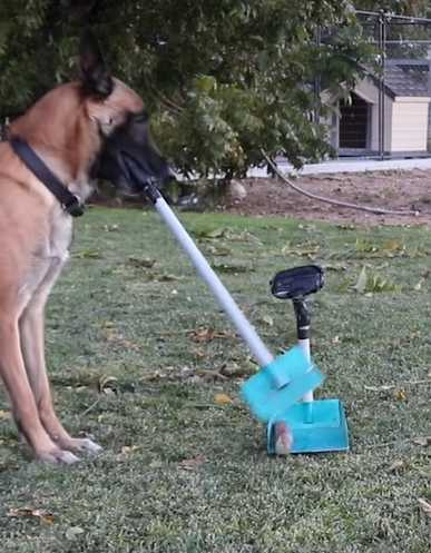 狗狗清理自己的大便。（圖／翻攝自臉書）