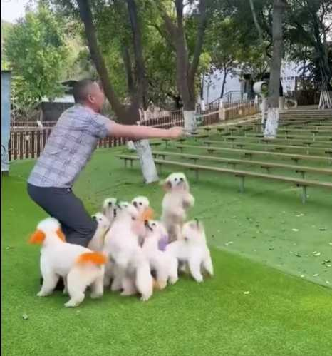 9隻狗狗和主子一起跳繩。（圖／翻攝自臉書）