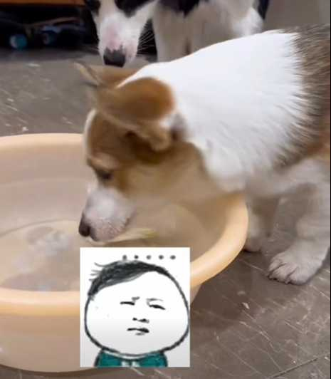 邊牧與柯基一起測智商。(圖/翻攝自臉書)