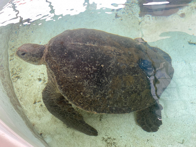 「海龜收容所」收容許多被救援的海龜。