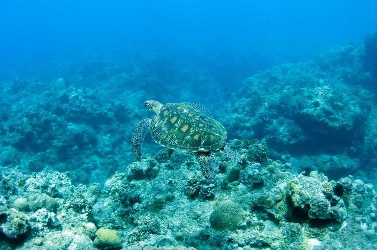 推薦「屏東小琉球、海龜尋訪輕鬆遊2日」給想要體驗大自然風光的旅客。