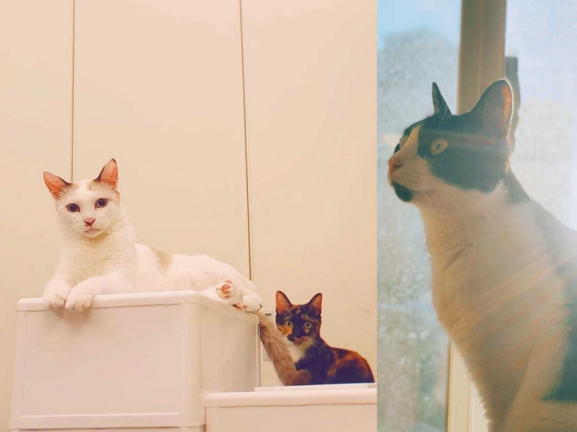 偷筆（左起）、森森與七七是郭靜養的三隻貓，經常讓她哭笑不得。（圖／郭靜提供、取自郭靜臉書）