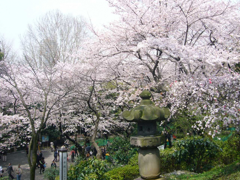 上野恩賜公園櫻花季，美不勝收。（圖片來源／©TCVB）