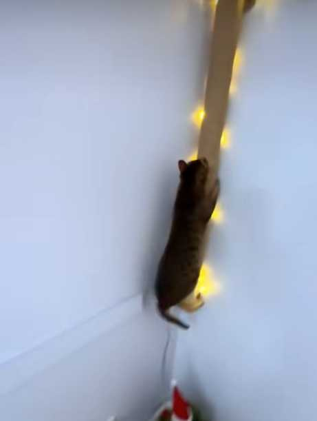 貓咪在家裡奔跑放電。（圖／翻攝自臉書）